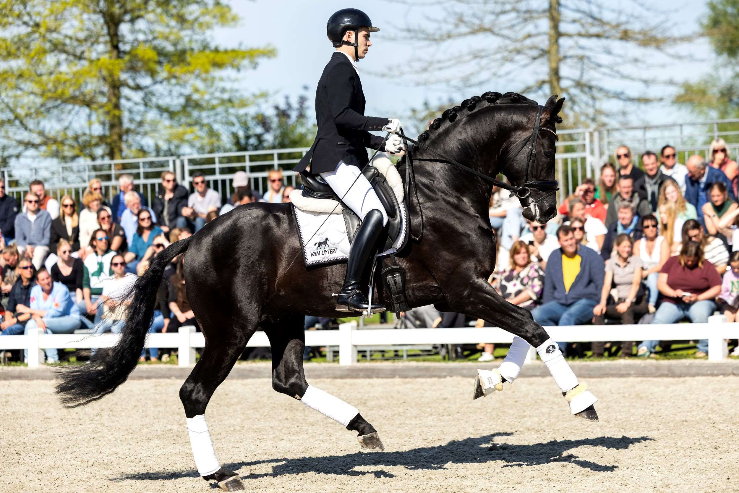 Denver U.S. Stallion